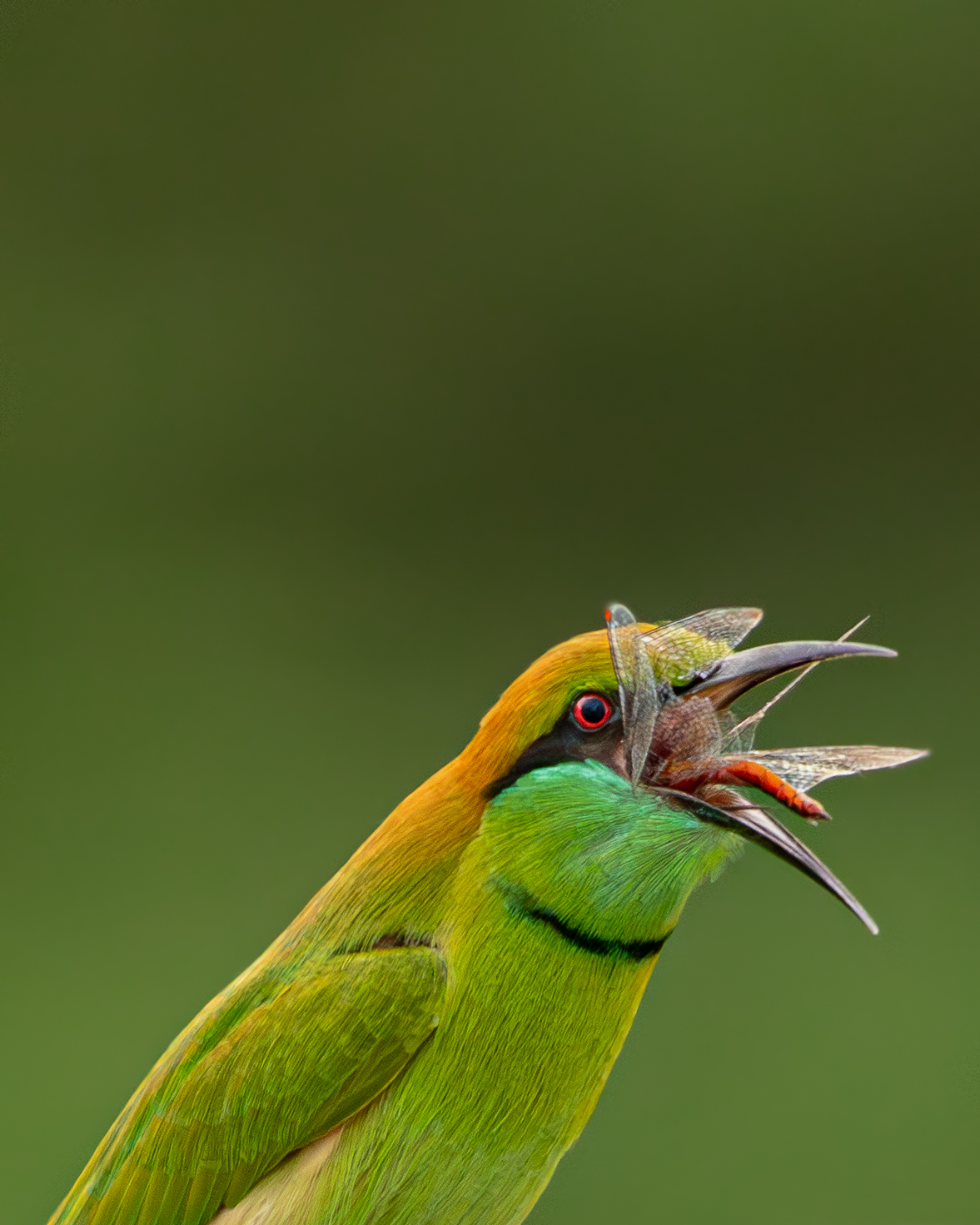 Green Bee-eater
