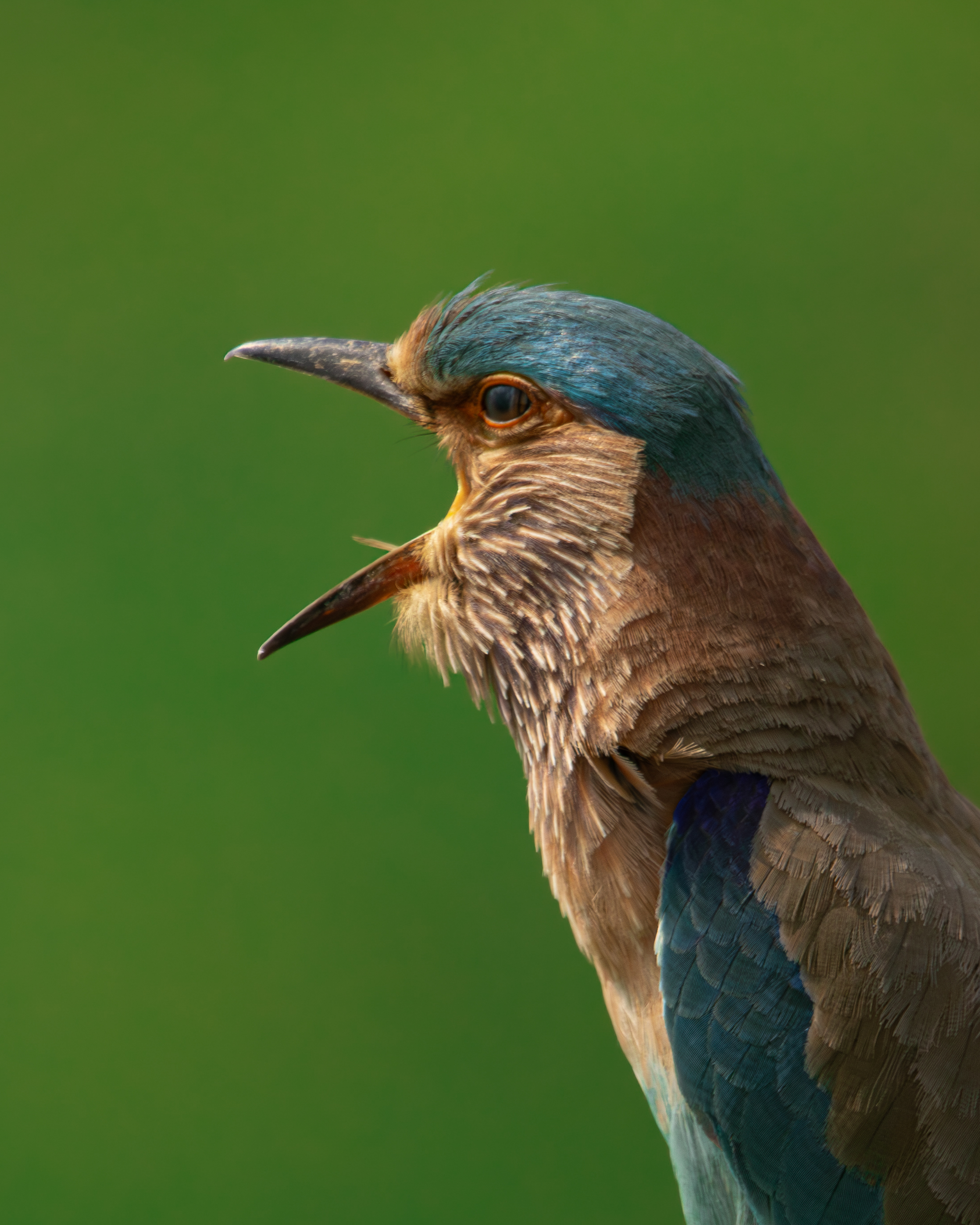 Indian Roller