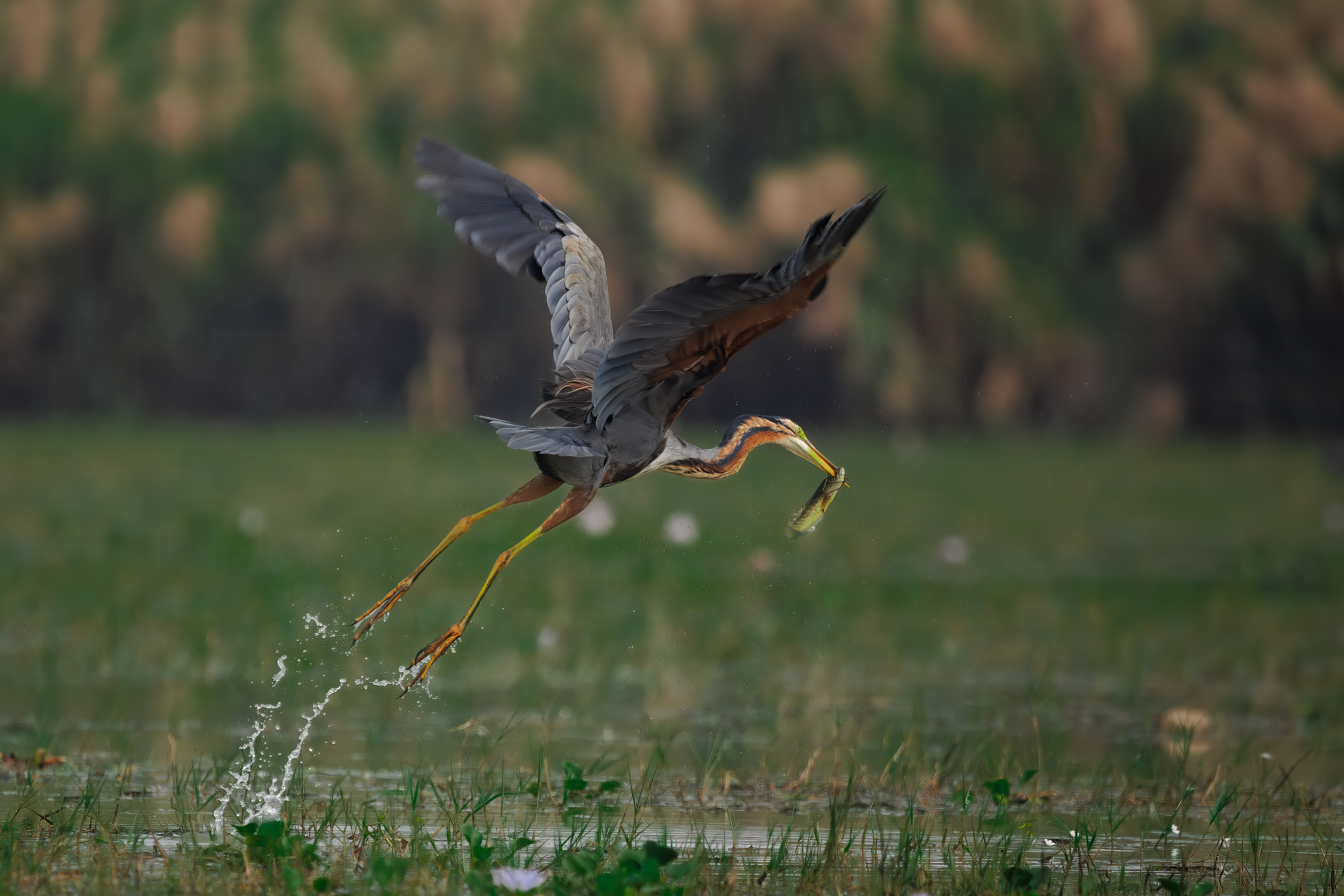Purple Heron fishing