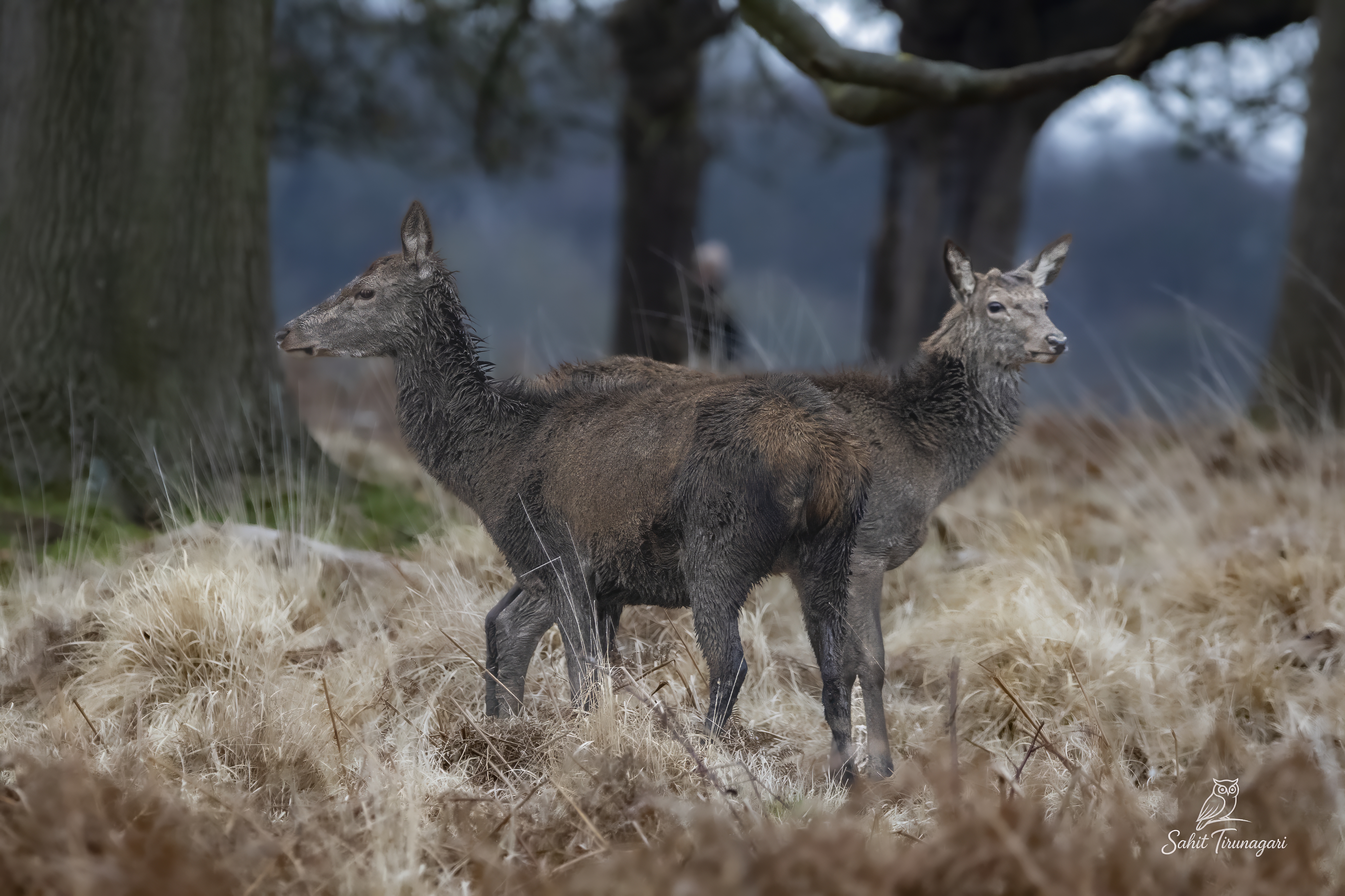 Richmond Park deer
